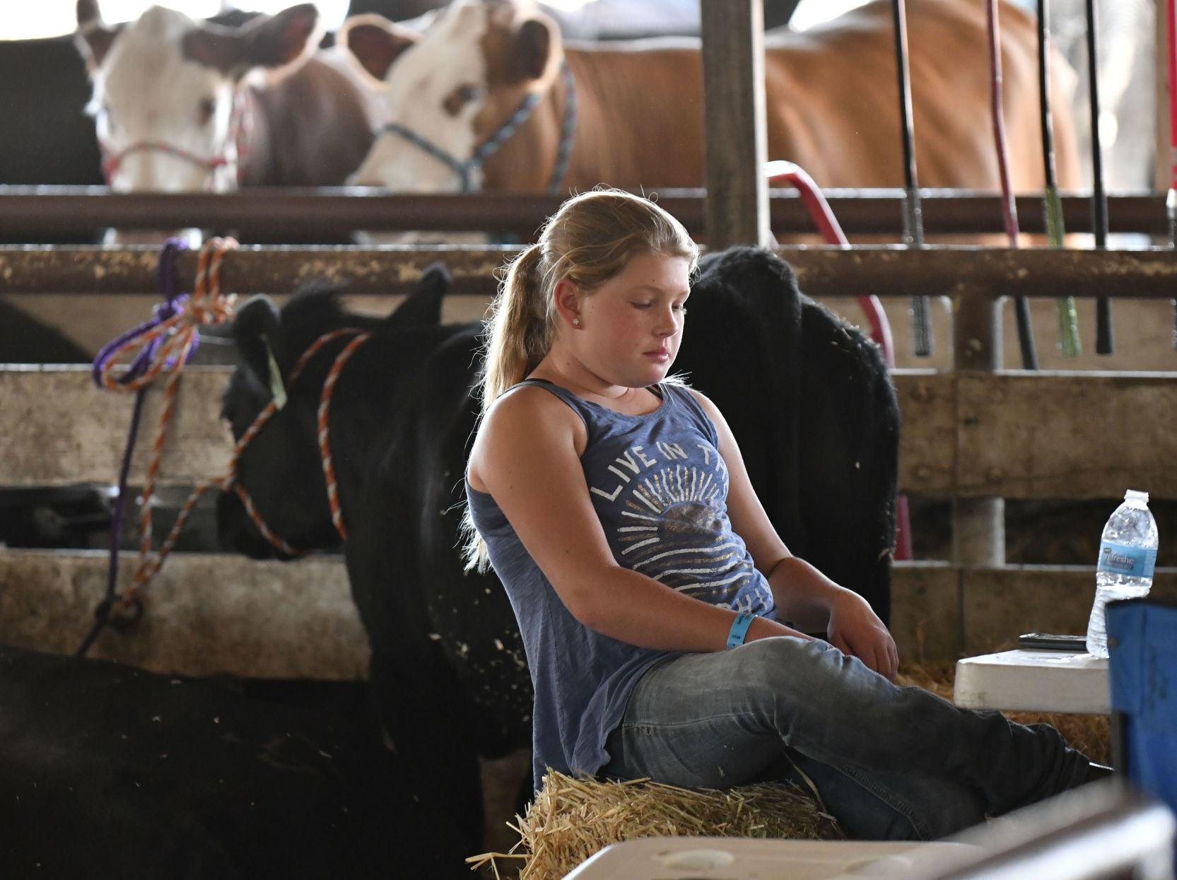 071018 County Fair steer judging 12.jpg